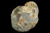 Fossil Ammonites (Sphenodiscus) - South Dakota #144027-3
